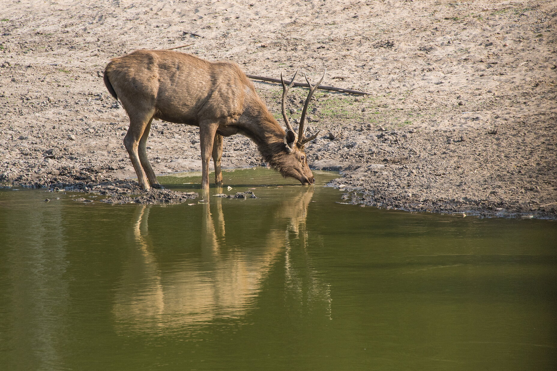 Bandhavgarh - Sambar deer Big male sambar deer. Sambars are the favorite meal of a tiger. Stefan Cruysberghs